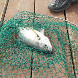 淡路じゃのひれフィッシングパーク 釣果