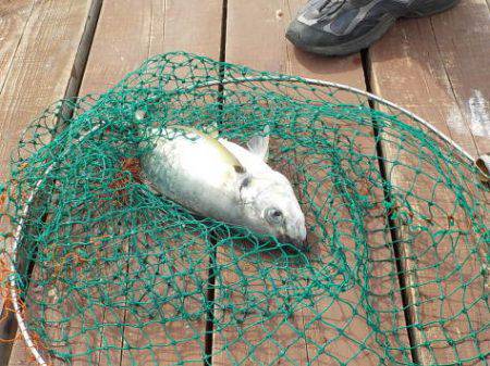 淡路じゃのひれフィッシングパーク 釣果