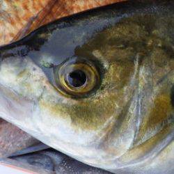 淡路じゃのひれフィッシングパーク 釣果