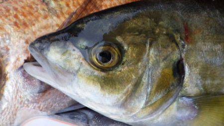 淡路じゃのひれフィッシングパーク 釣果