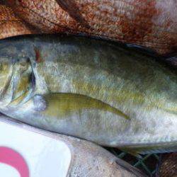 淡路じゃのひれフィッシングパーク 釣果