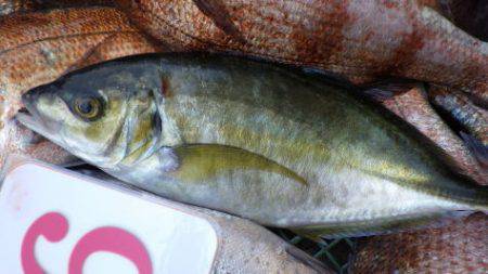 淡路じゃのひれフィッシングパーク 釣果