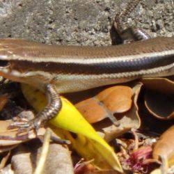 淡路じゃのひれフィッシングパーク 釣果