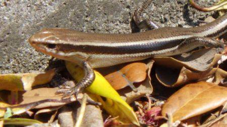 淡路じゃのひれフィッシングパーク 釣果