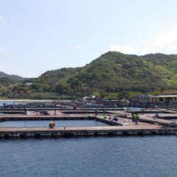 淡路じゃのひれフィッシングパーク 釣果