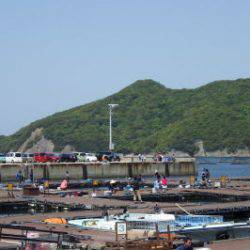 淡路じゃのひれフィッシングパーク 釣果