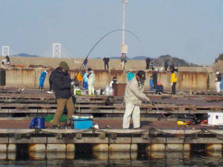 淡路じゃのひれフィッシングパーク 釣果