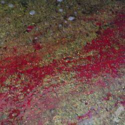 淡路じゃのひれフィッシングパーク 釣果