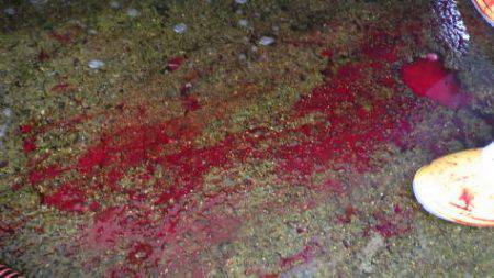 淡路じゃのひれフィッシングパーク 釣果