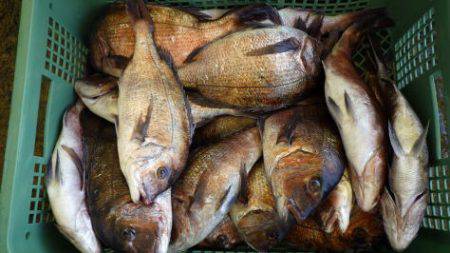 淡路じゃのひれフィッシングパーク 釣果