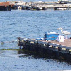 淡路じゃのひれフィッシングパーク 釣果