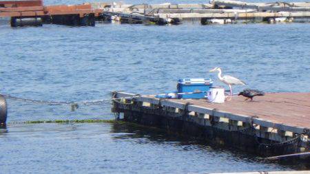 淡路じゃのひれフィッシングパーク 釣果