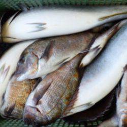淡路じゃのひれフィッシングパーク 釣果