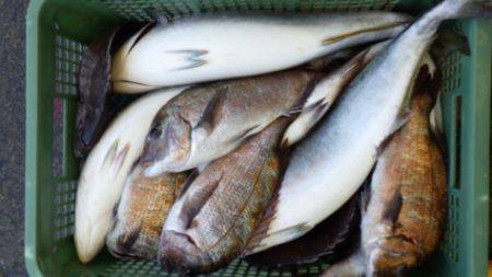 淡路じゃのひれフィッシングパーク 釣果