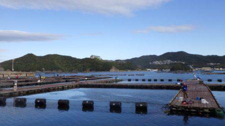 淡路じゃのひれフィッシングパーク 釣果