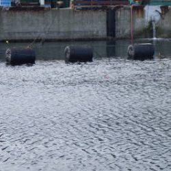 淡路じゃのひれフィッシングパーク 釣果