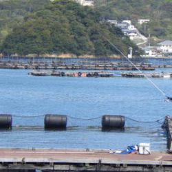 淡路じゃのひれフィッシングパーク 釣果