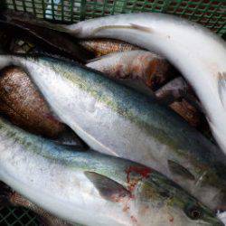 淡路じゃのひれフィッシングパーク 釣果