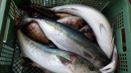 淡路じゃのひれフィッシングパーク 釣果