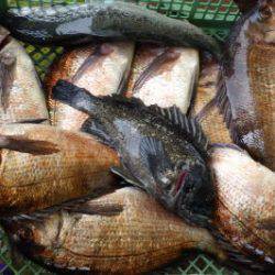 淡路じゃのひれフィッシングパーク 釣果