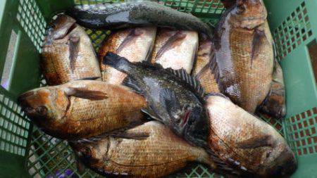 淡路じゃのひれフィッシングパーク 釣果