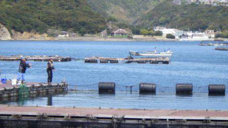 淡路じゃのひれフィッシングパーク 釣果