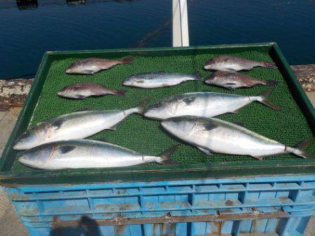 淡路じゃのひれフィッシングパーク 釣果