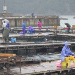 淡路じゃのひれフィッシングパーク 釣果