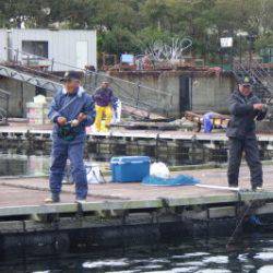 淡路じゃのひれフィッシングパーク 釣果