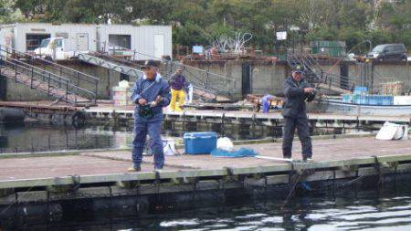淡路じゃのひれフィッシングパーク 釣果
