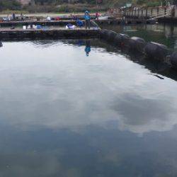 淡路じゃのひれフィッシングパーク 釣果