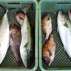 淡路じゃのひれフィッシングパーク 釣果