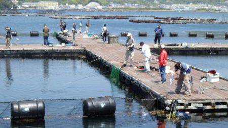淡路じゃのひれフィッシングパーク 釣果