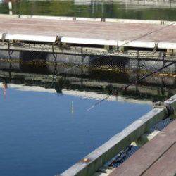 淡路じゃのひれフィッシングパーク 釣果