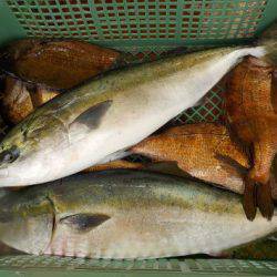 淡路じゃのひれフィッシングパーク 釣果