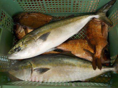 淡路じゃのひれフィッシングパーク 釣果