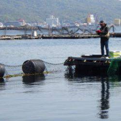 淡路じゃのひれフィッシングパーク 釣果
