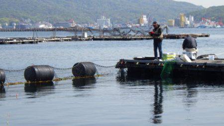 淡路じゃのひれフィッシングパーク 釣果