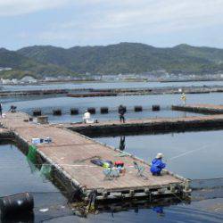淡路じゃのひれフィッシングパーク 釣果