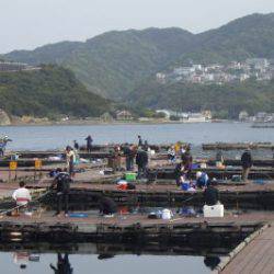 淡路じゃのひれフィッシングパーク 釣果