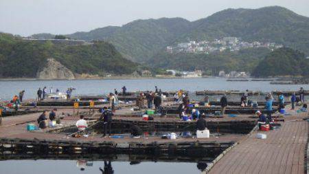 淡路じゃのひれフィッシングパーク 釣果