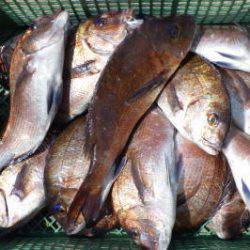 淡路じゃのひれフィッシングパーク 釣果