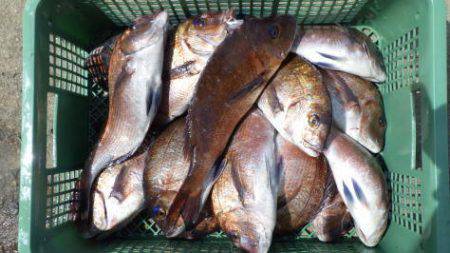 淡路じゃのひれフィッシングパーク 釣果