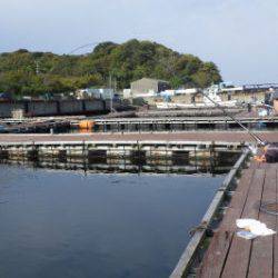 淡路じゃのひれフィッシングパーク 釣果