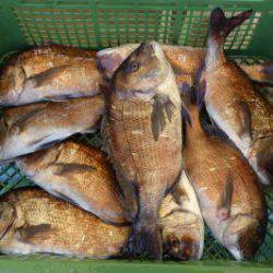 淡路じゃのひれフィッシングパーク 釣果