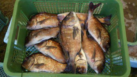 淡路じゃのひれフィッシングパーク 釣果