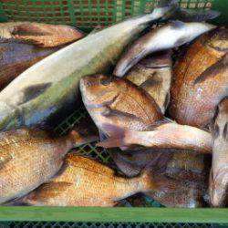 淡路じゃのひれフィッシングパーク 釣果