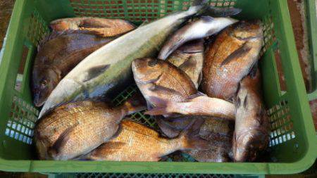 淡路じゃのひれフィッシングパーク 釣果