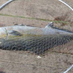 淡路じゃのひれフィッシングパーク 釣果