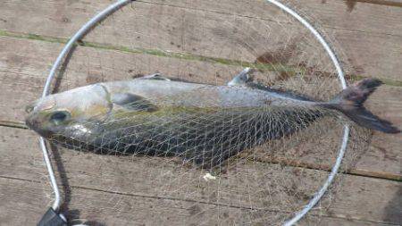 淡路じゃのひれフィッシングパーク 釣果